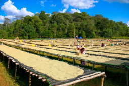 Coffee Yirgacheffe｜耶加雪菲咖啡浅烘焙好还是中烘焙好？精品咖啡入门首选经典埃塞耶加雪菲高品质咖啡豆推荐
